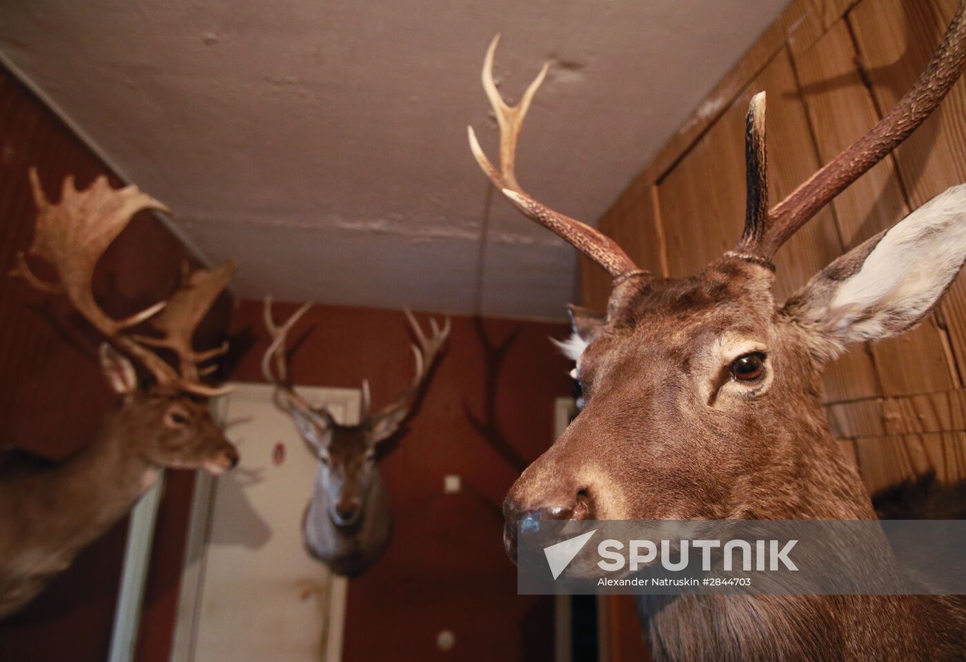 Taxidermist Sergei Sukhoverov