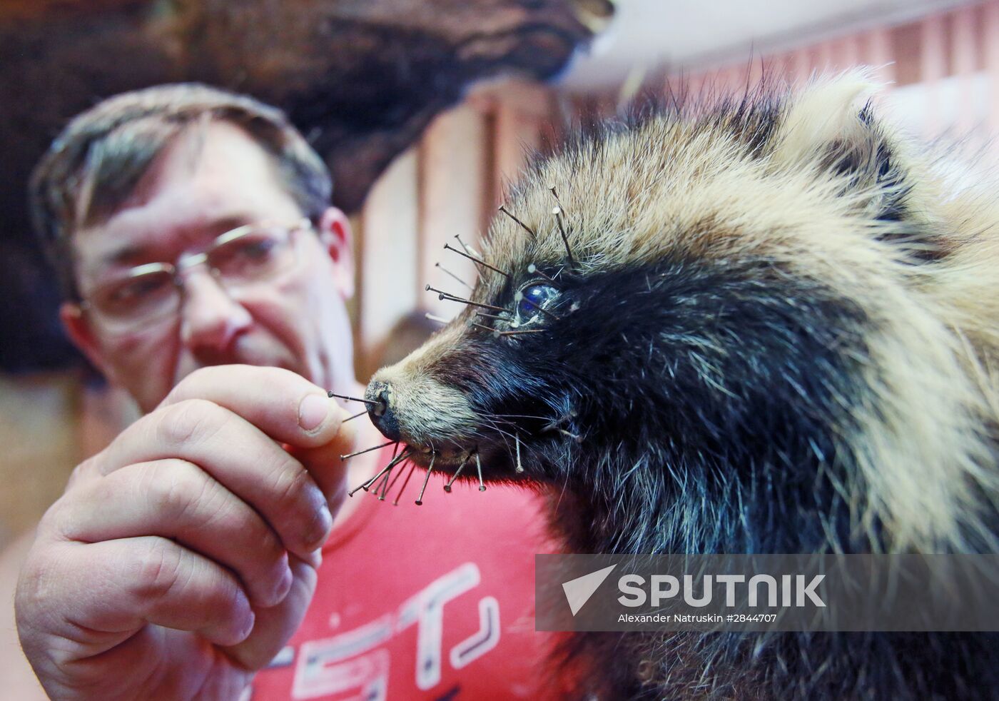 Taxidermist Sergei Sukhoverov