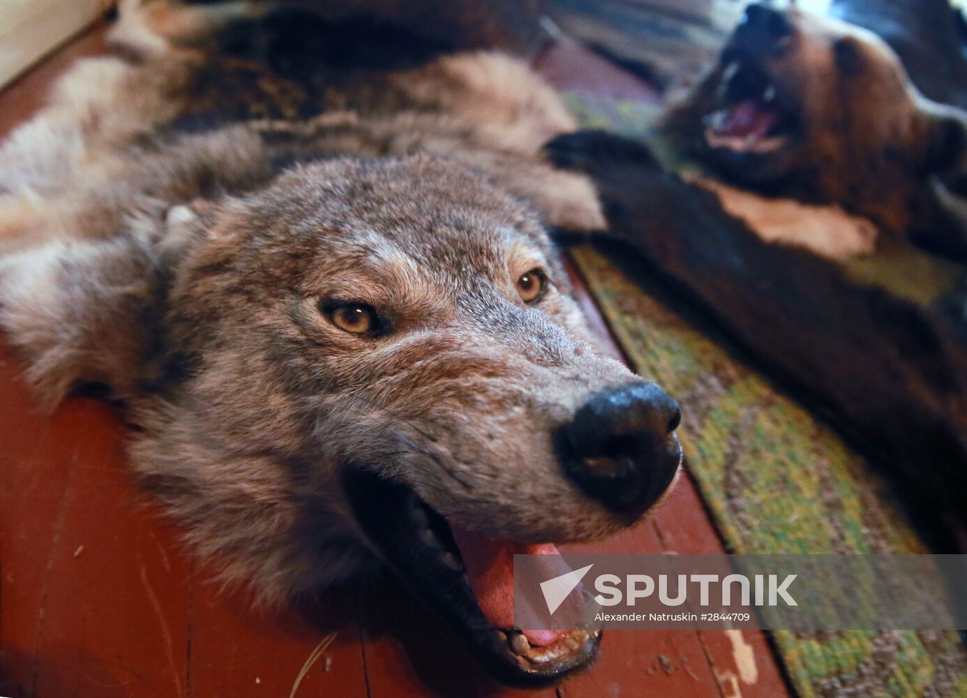 Taxidermist Sergei Sukhoverov