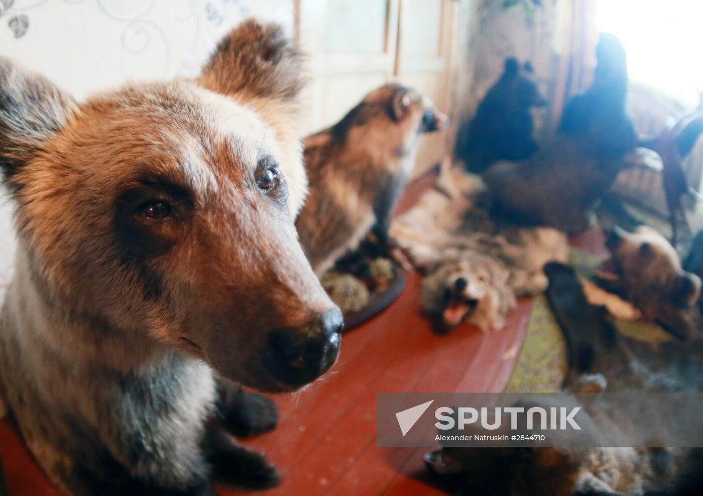 Taxidermist Sergei Sukhoverov