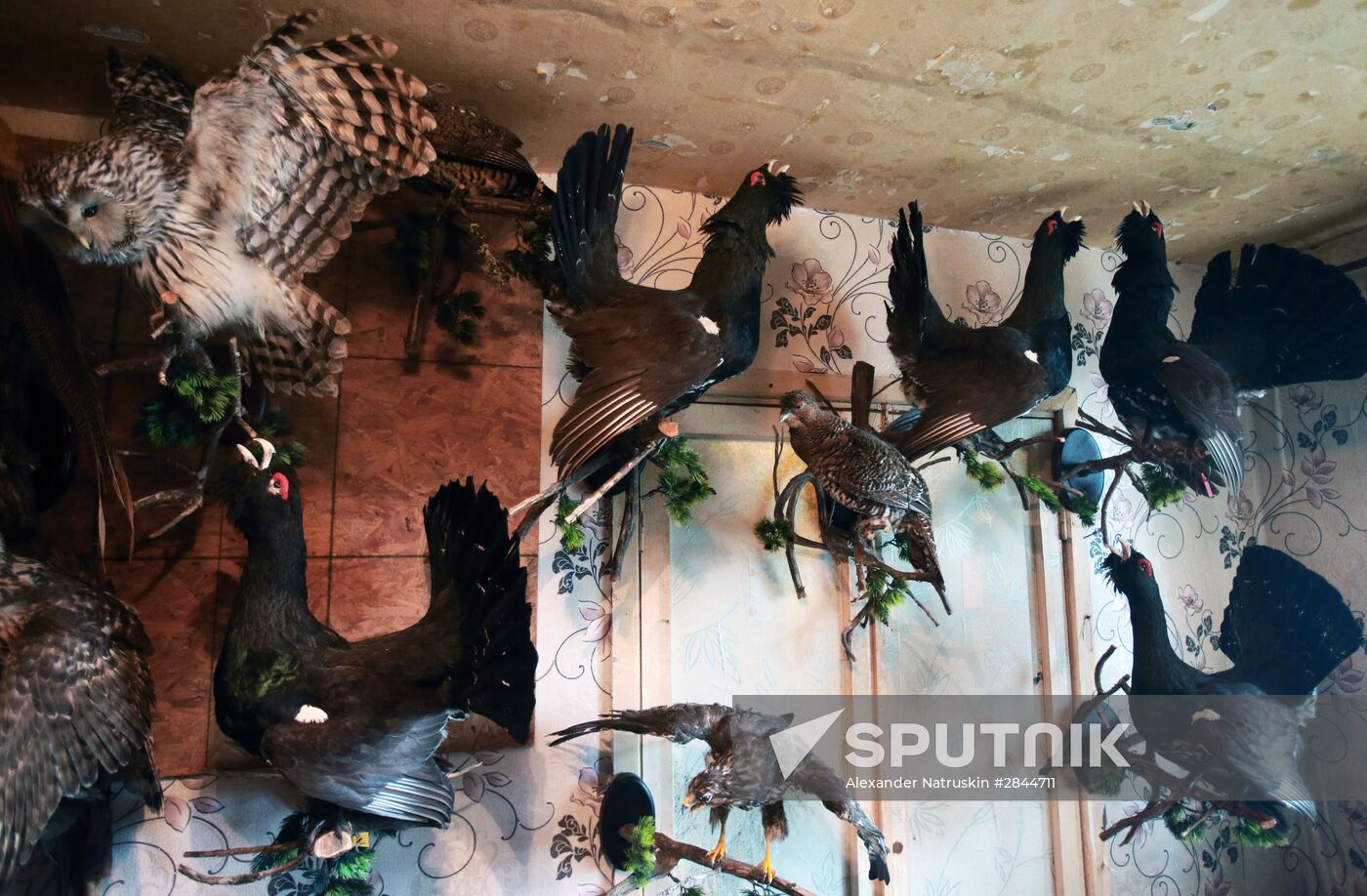 Taxidermist Sergei Sukhoverov