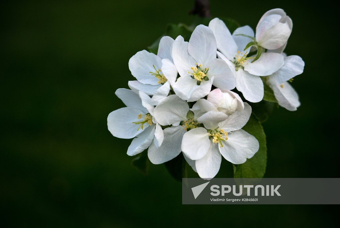 Muscovites visit Kolomenskoye park and estate