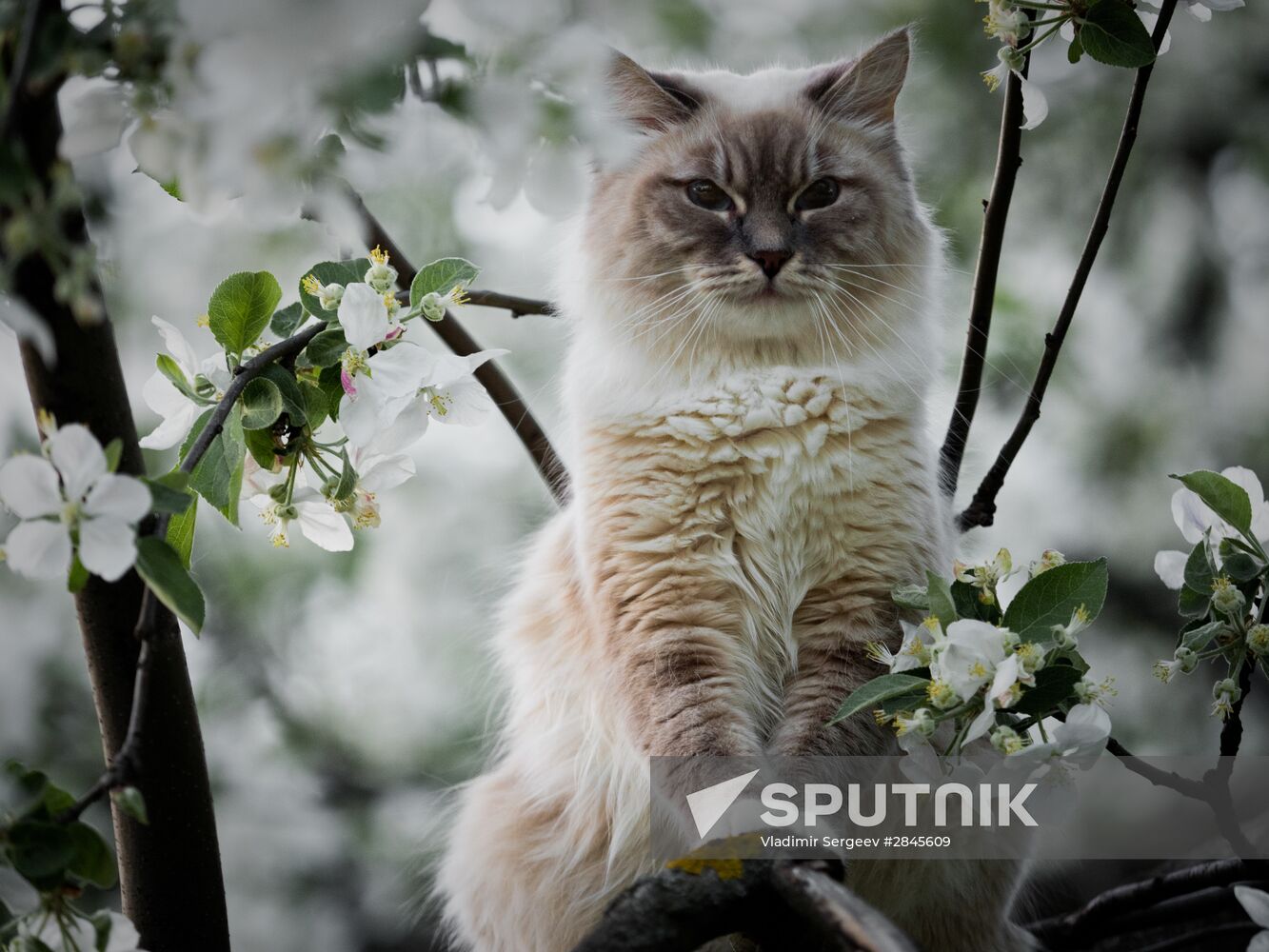 Muscovites visit Kolomenskoye park and estate