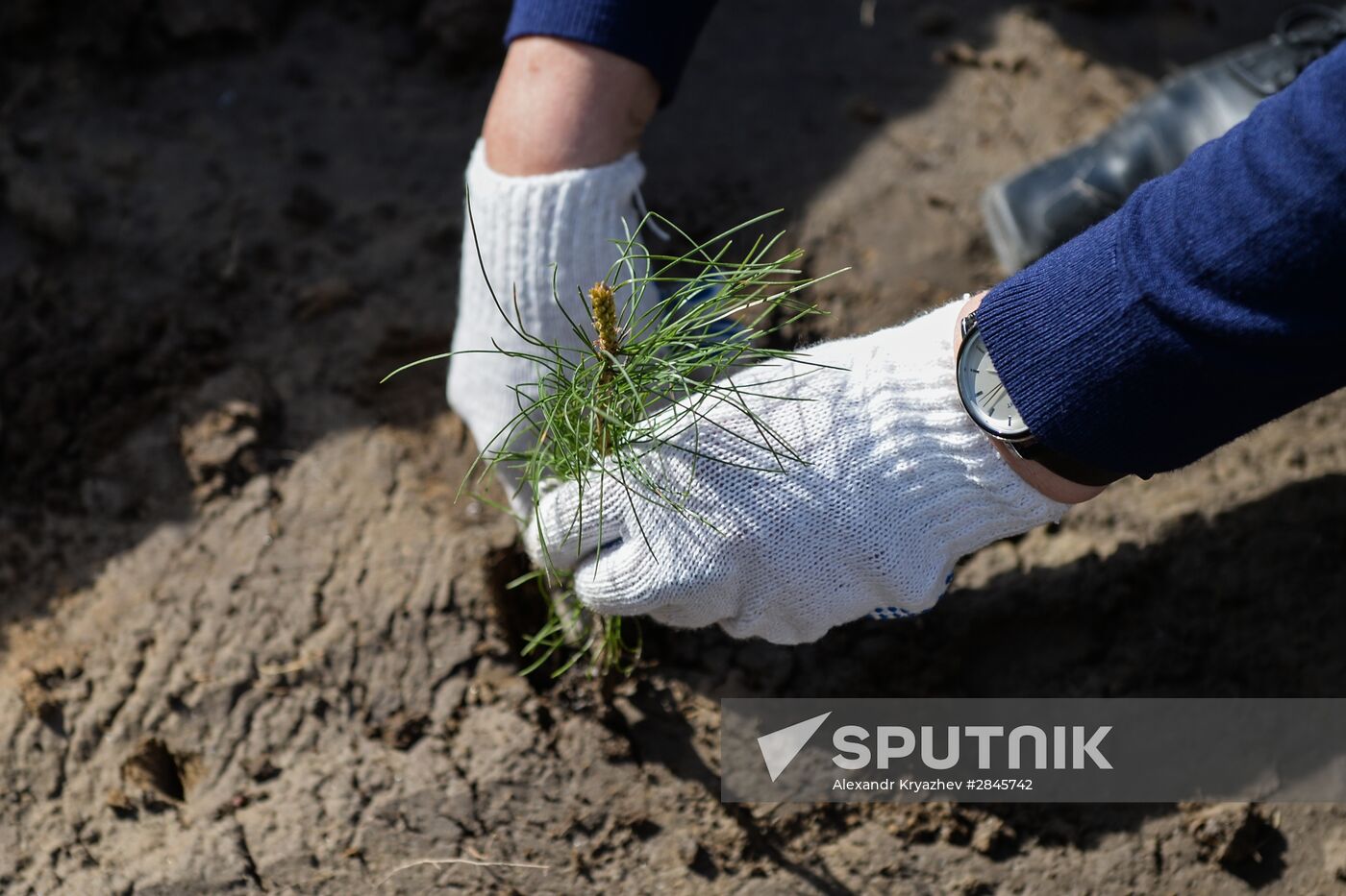 Forest planting nation-wide campaign in Novosibirsk Region