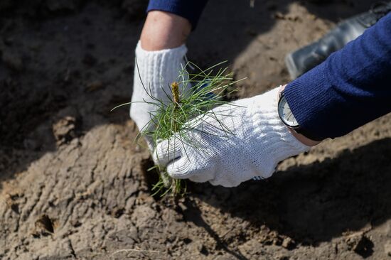 Forest planting nation-wide campaign in Novosibirsk Region