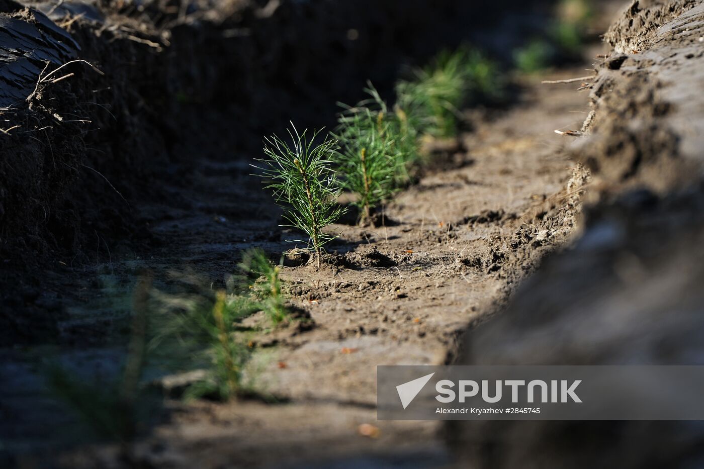 Forest planting nation-wide campaign in Novosibirsk Region