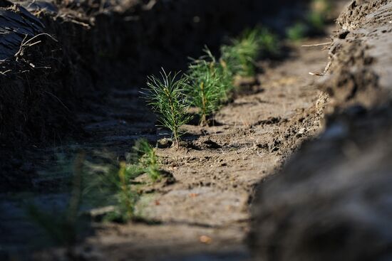 Forest planting nation-wide campaign in Novosibirsk Region