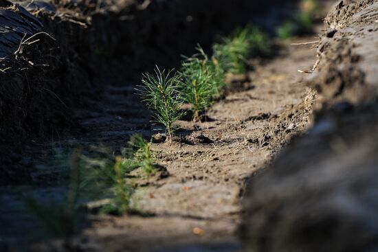 Forest planting nation-wide campaign in Novosibirsk Region