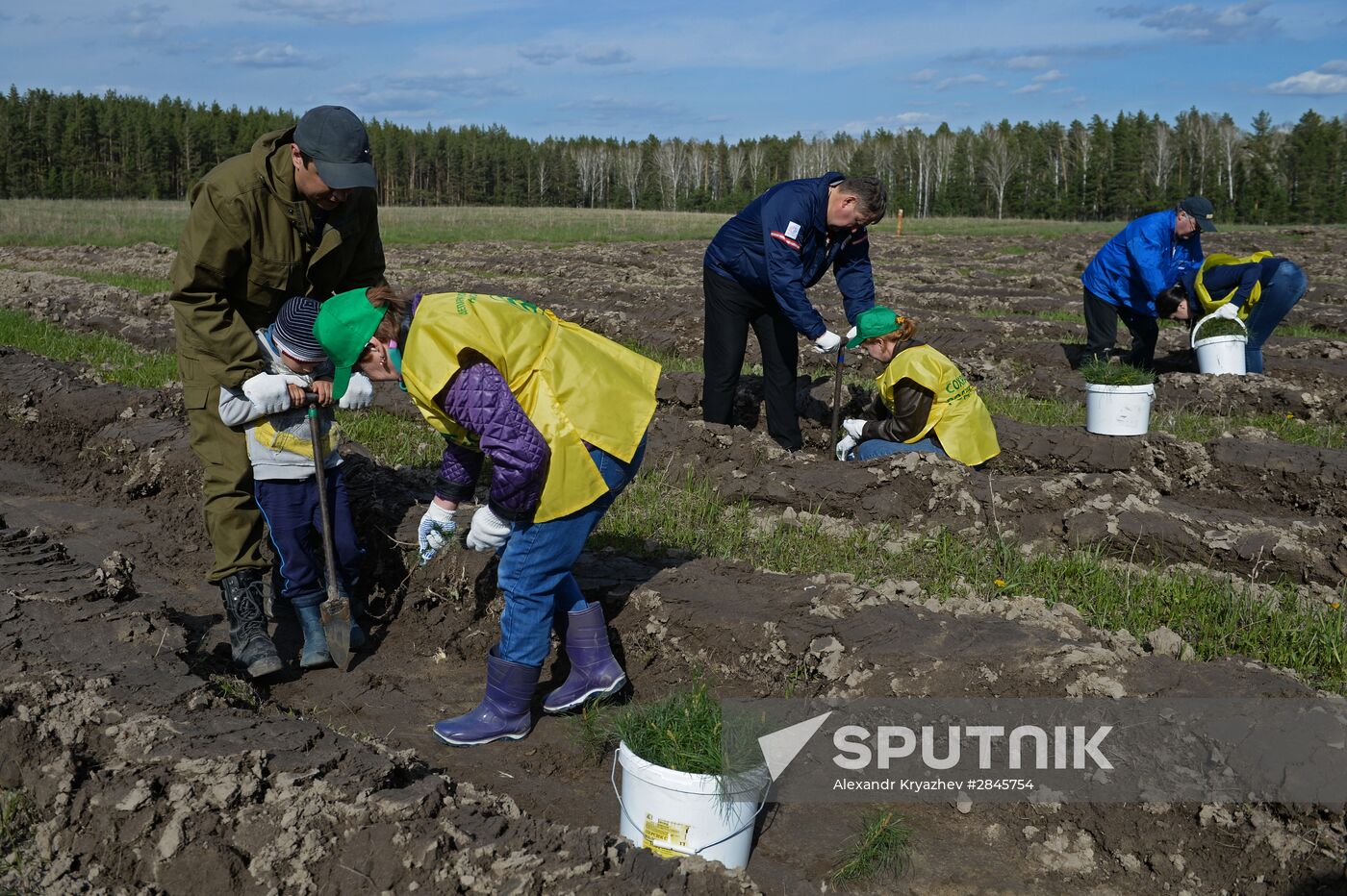 Forest planting nation-wide campaign in Novosibirsk Region