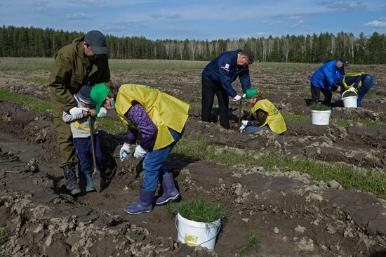 Forest planting nation-wide campaign in Novosibirsk Region