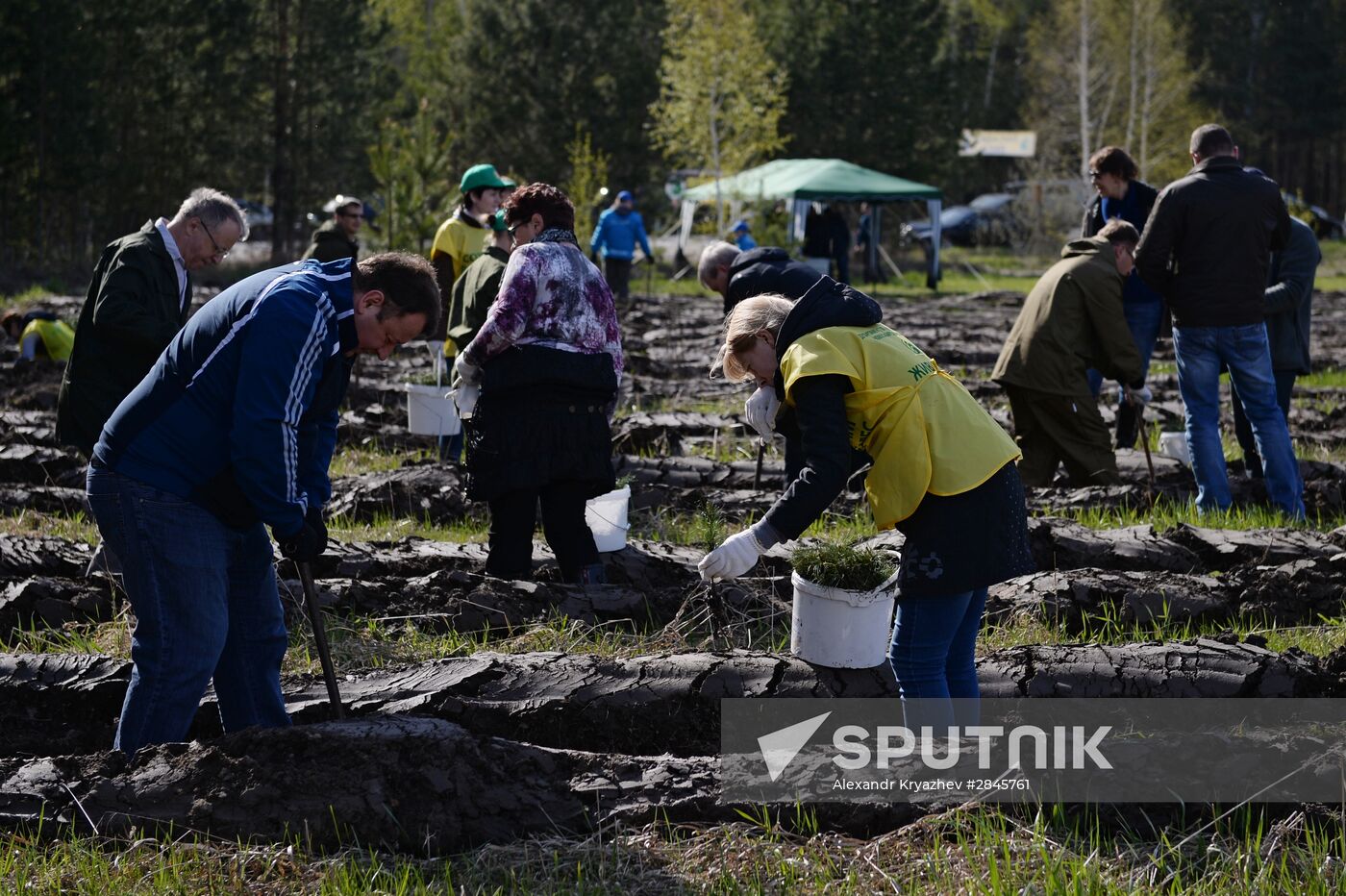 Forest planting nation-wide campaign in Novosibirsk Region