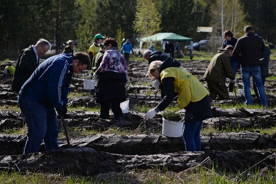 Forest planting nation-wide campaign in Novosibirsk Region