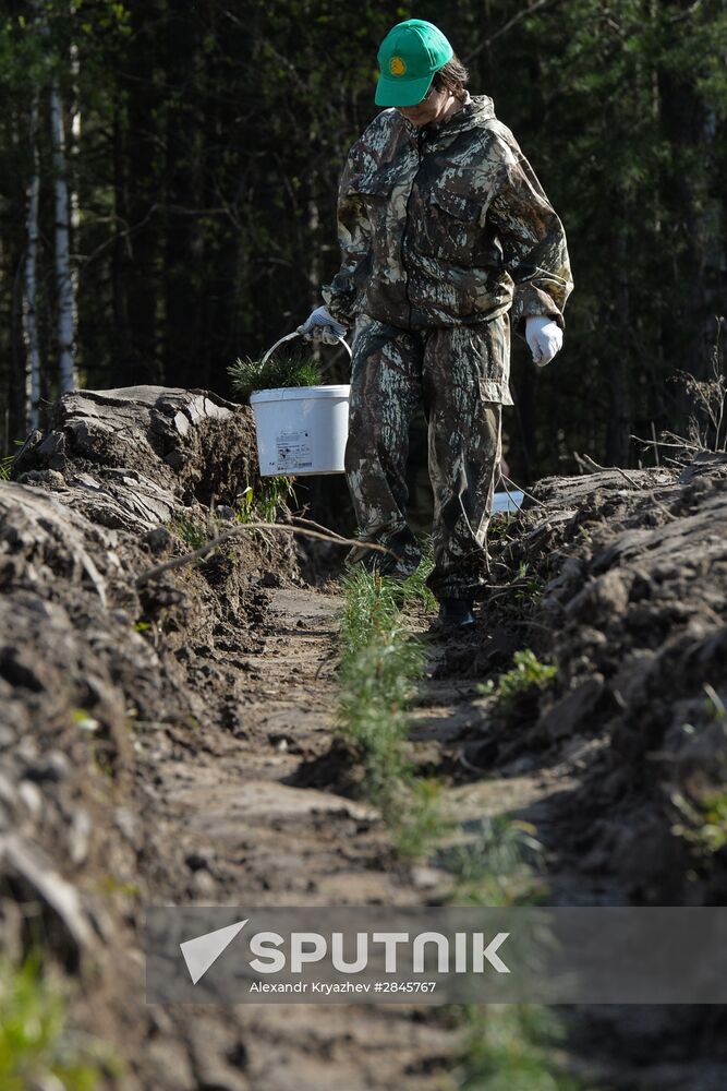 Forest planting nation-wide campaign in Novosibirsk Region