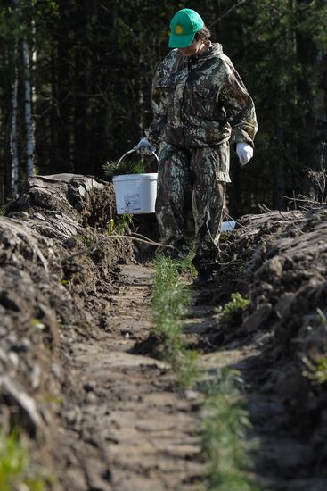 Forest planting nation-wide campaign in Novosibirsk Region
