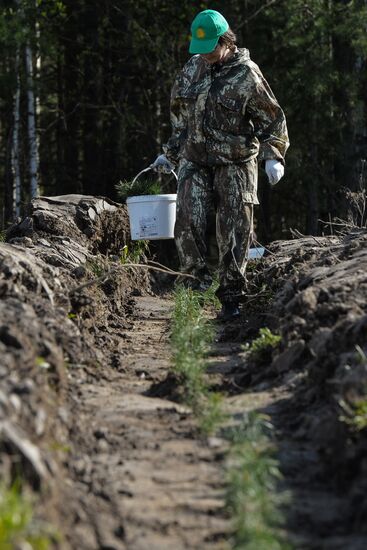 Forest planting nation-wide campaign in Novosibirsk Region