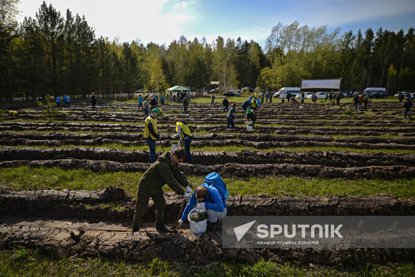 Forest planting nation-wide campaign in Novosibirsk Region