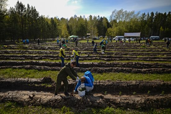 Forest planting nation-wide campaign in Novosibirsk Region
