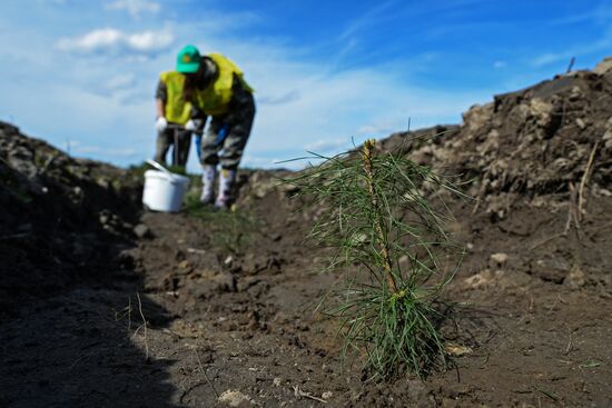 Forest planting nation-wide campaign in Novosibirsk Region