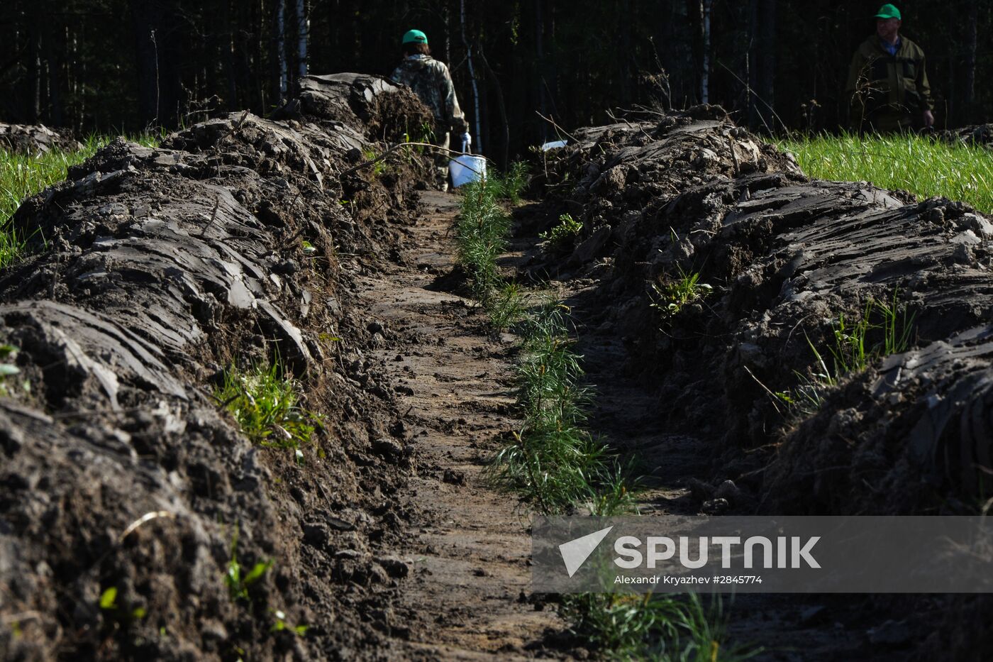 Forest planting nation-wide campaign in Novosibirsk Region