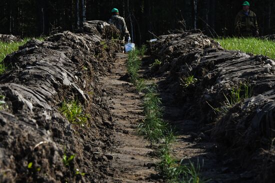 Forest planting nation-wide campaign in Novosibirsk Region