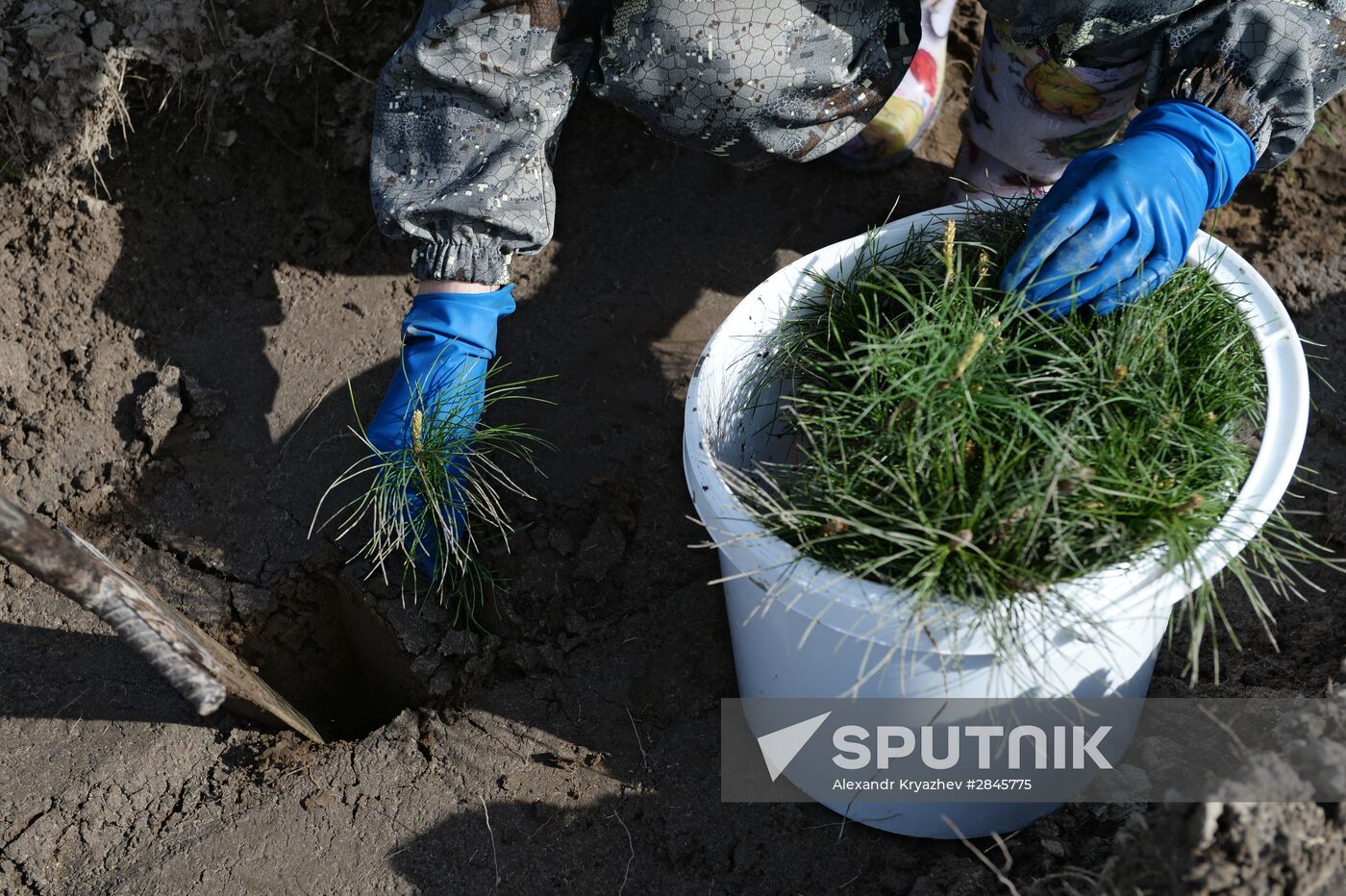 Forest planting nation-wide campaign in Novosibirsk Region