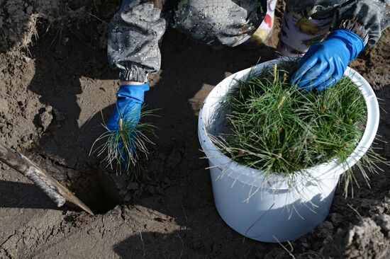 Forest planting nation-wide campaign in Novosibirsk Region