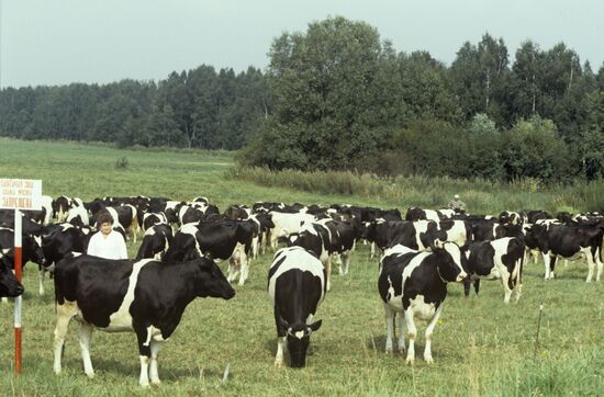 Herd of cows