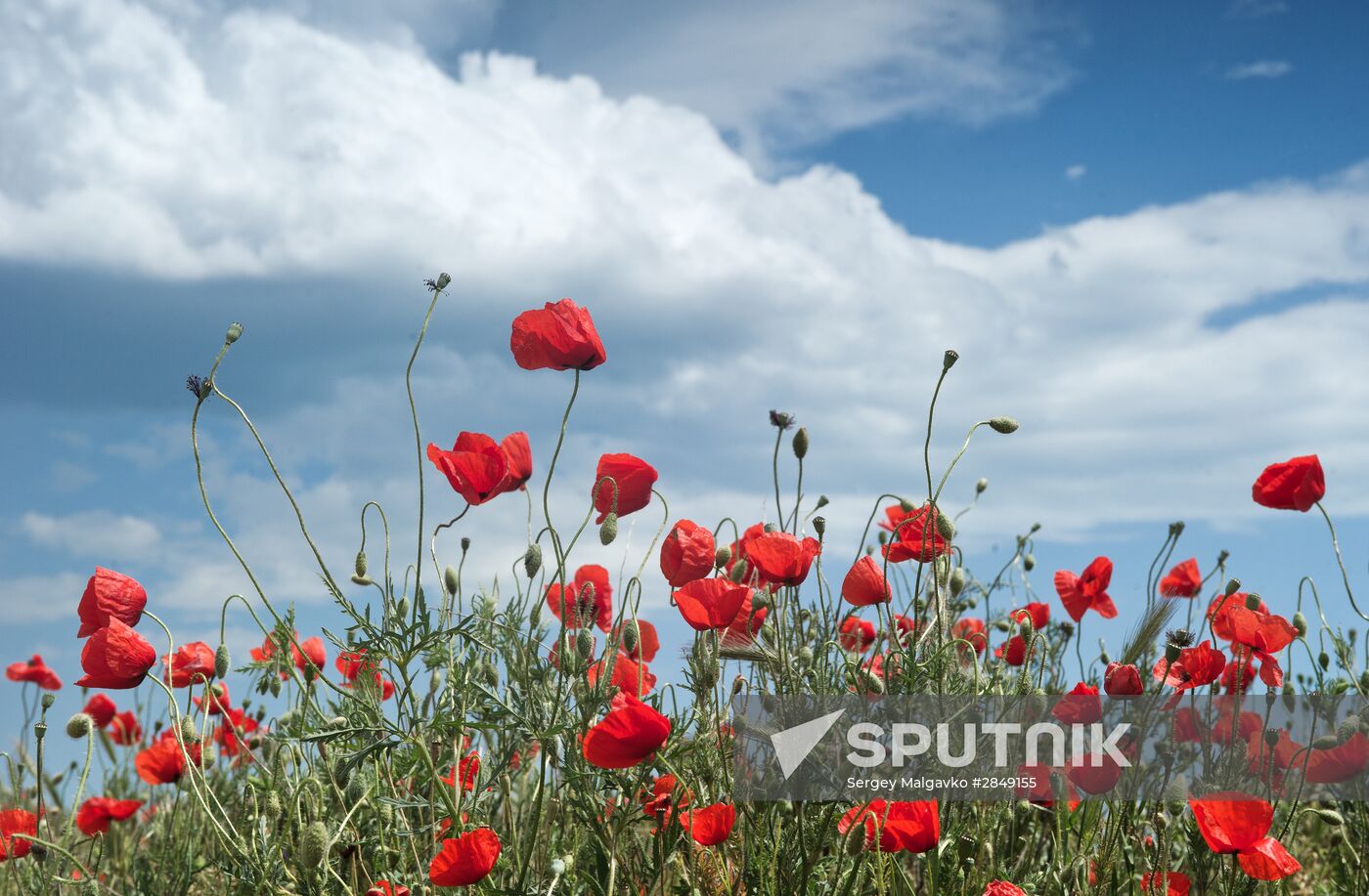 Russian Regions. Crimea