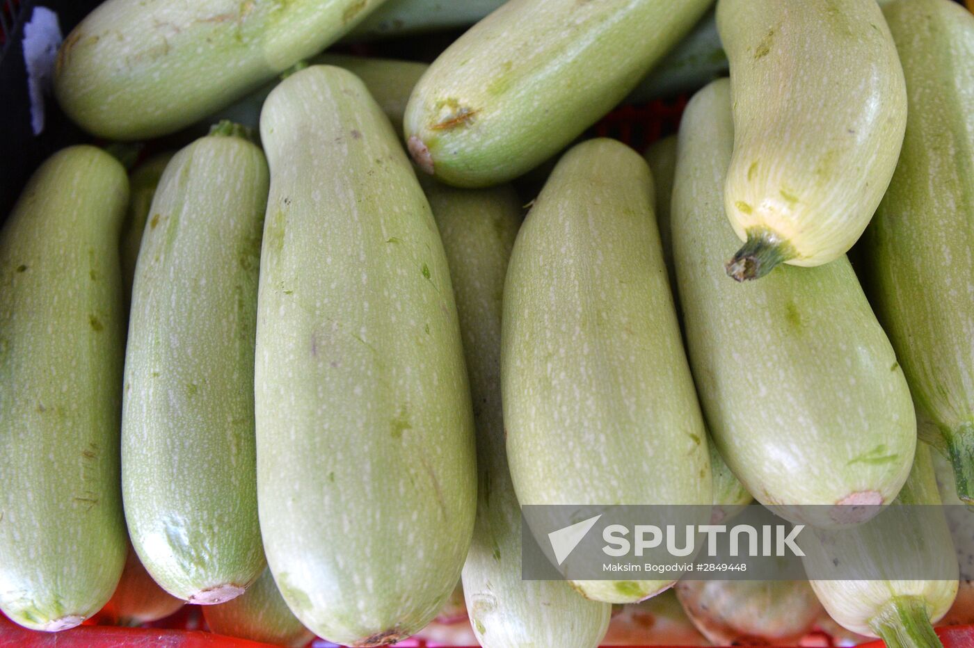 Federal Service for Veterinary and Phytosanitary Surveillance to ban pumpkin and zucchini imports from Turkey