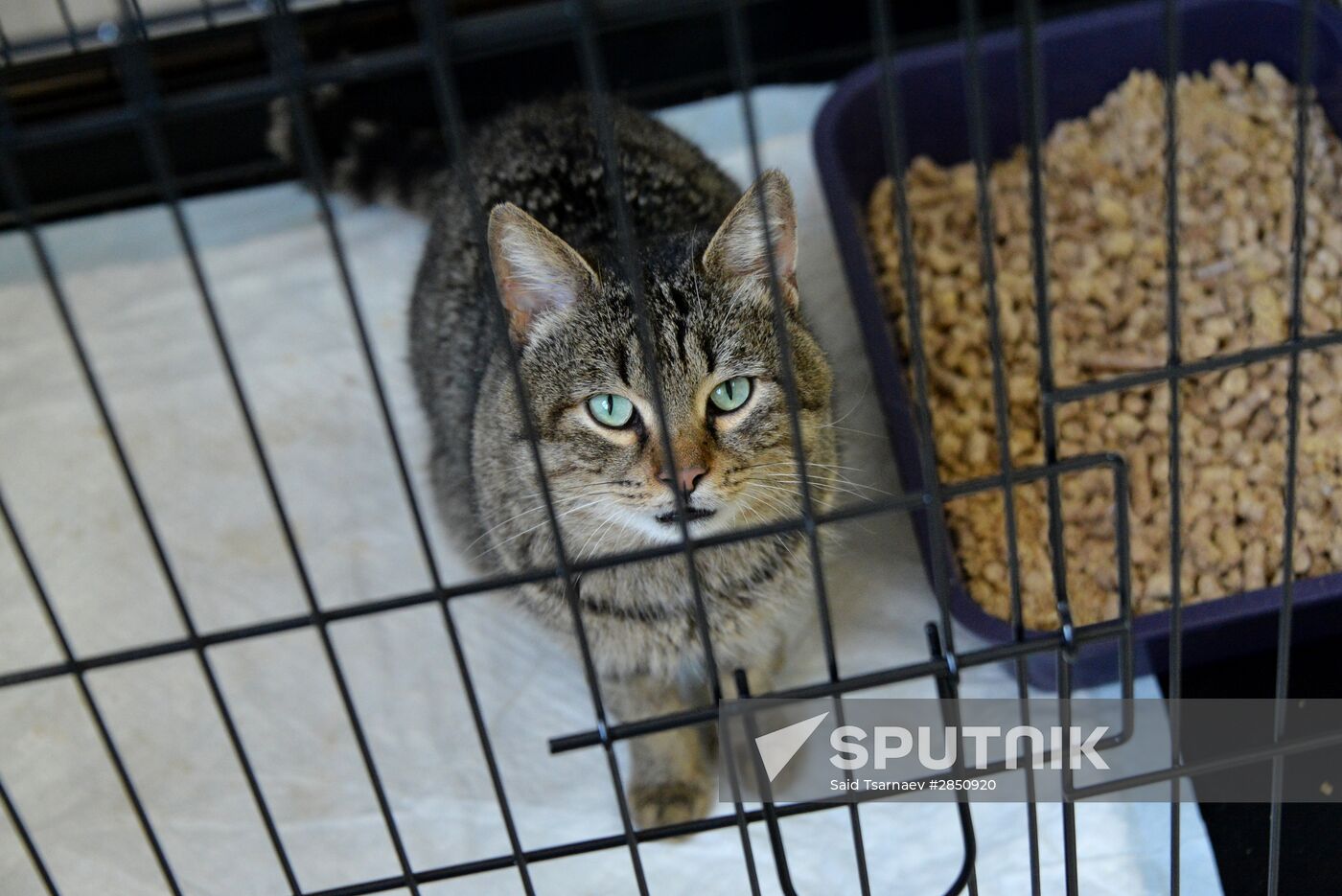 Animal shelter in Grozny