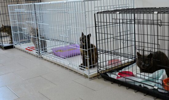 Animal shelter in Grozny
