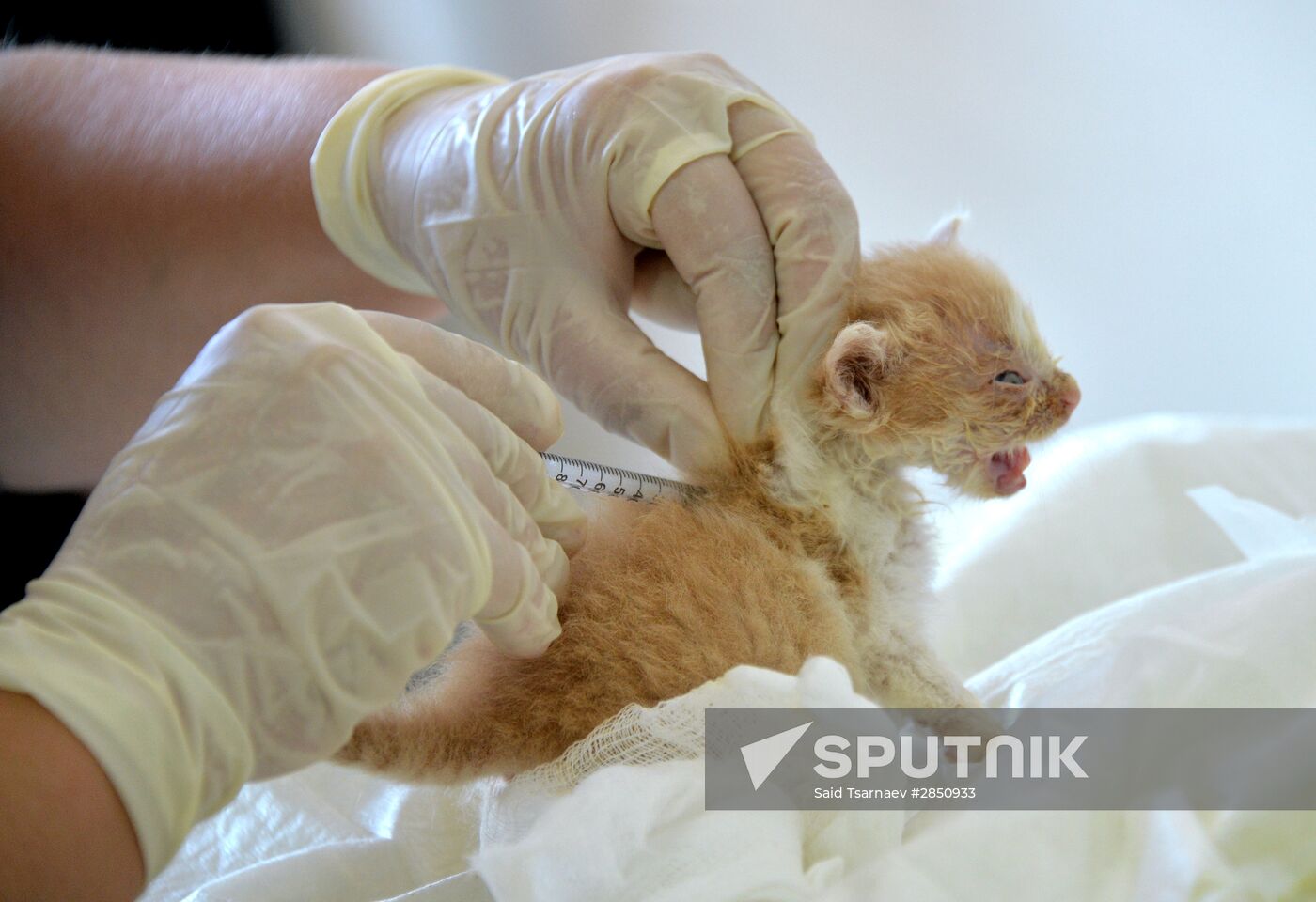 Animal shelter in Grozny