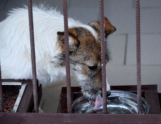 Animal shelter in Grozny