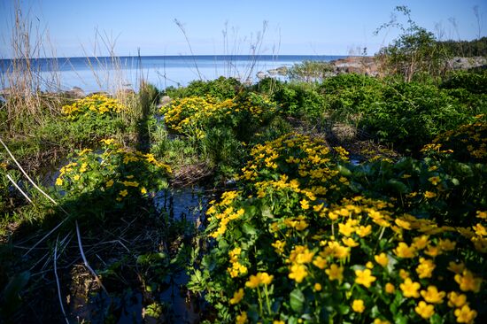 Hogland island in Gulf of Finland
