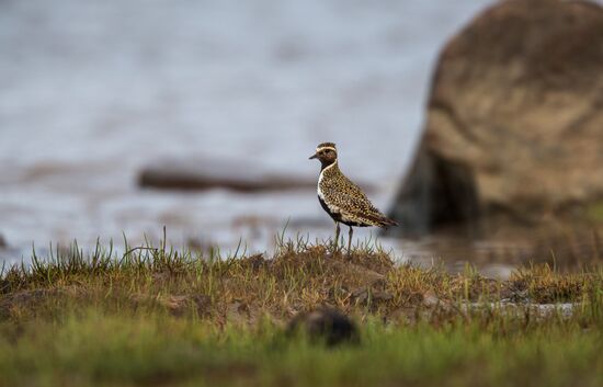 Republic of Karelia. White Sea
