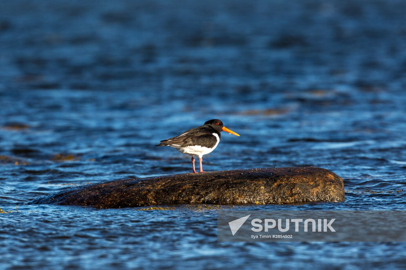 Republic of Karelia. White Sea