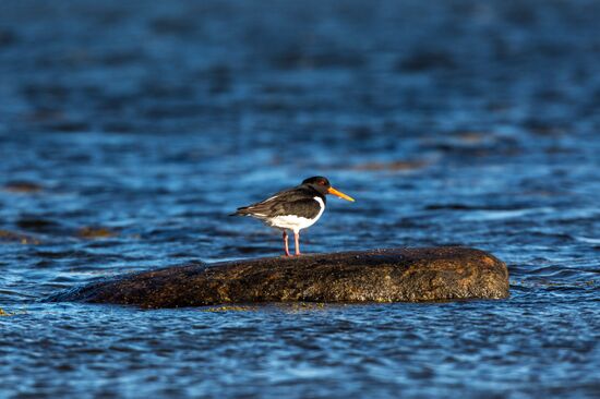 Republic of Karelia. White Sea
