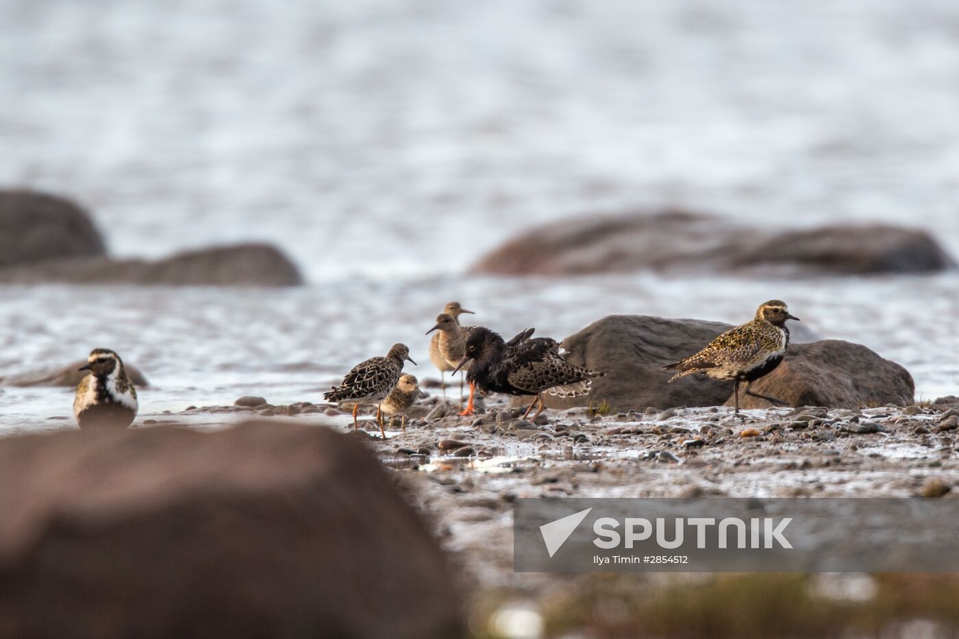 Republic of Karelia. White Sea