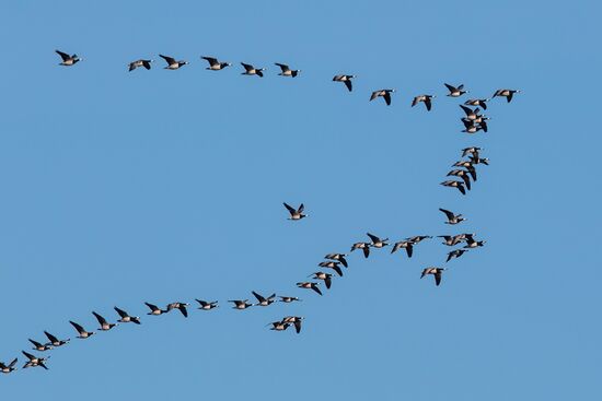 Republic of Karelia. White Sea