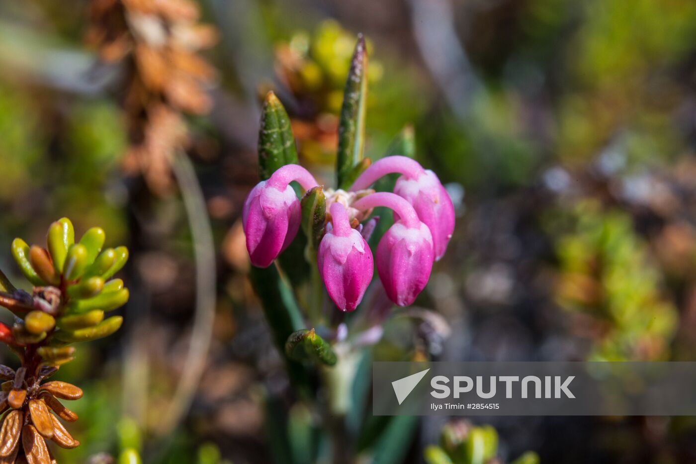 Republic of Karelia. White Sea