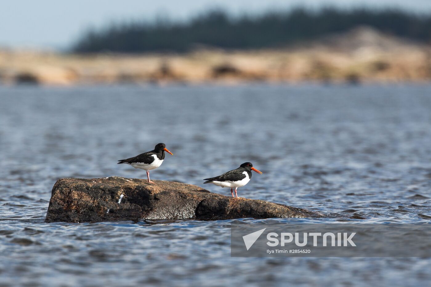 Republic of Karelia. White Sea