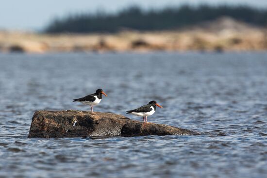 Republic of Karelia. White Sea