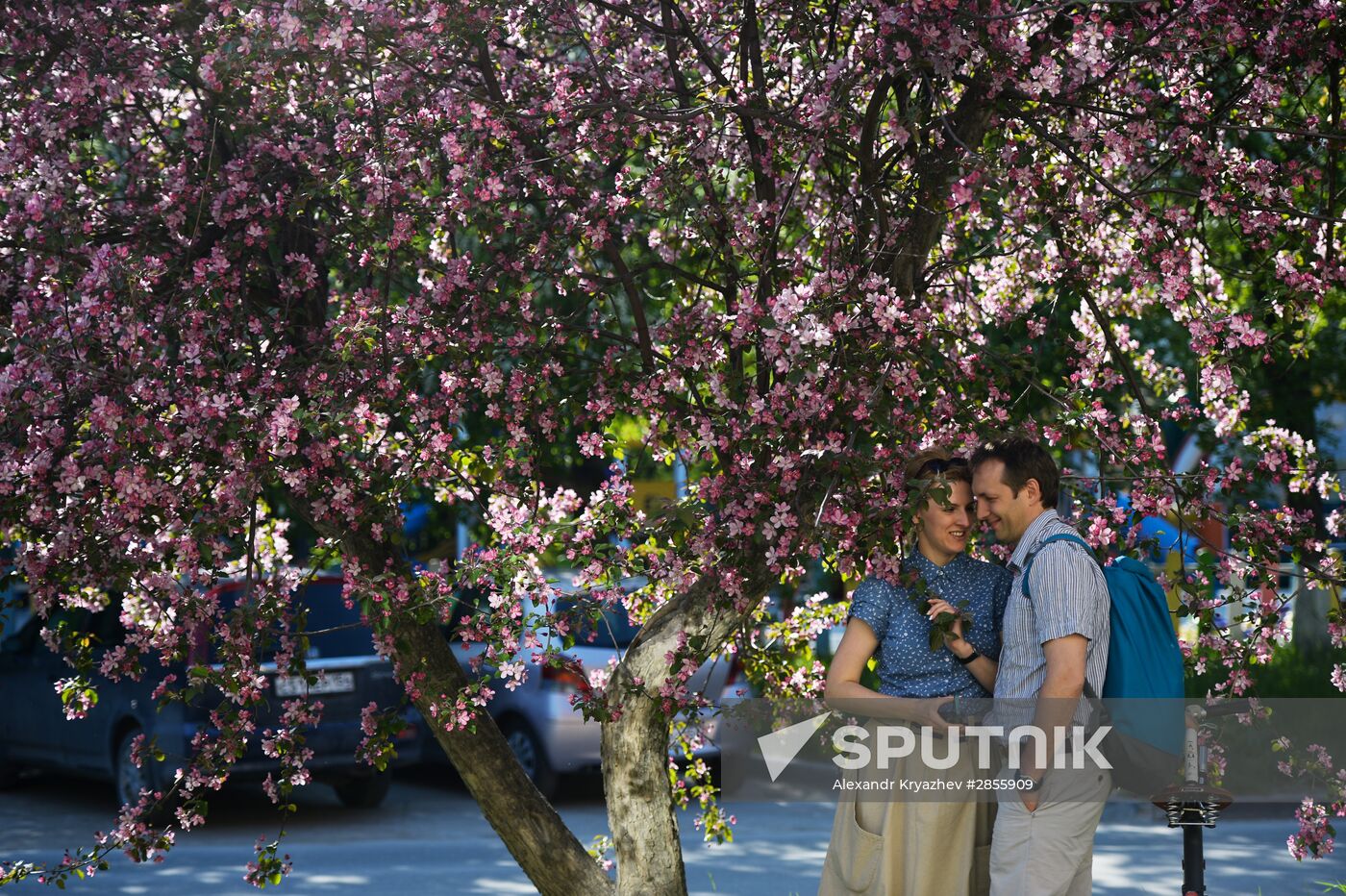 Blossoming trees in Novosibirsk