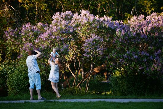 Blossoming trees in Novosibirsk