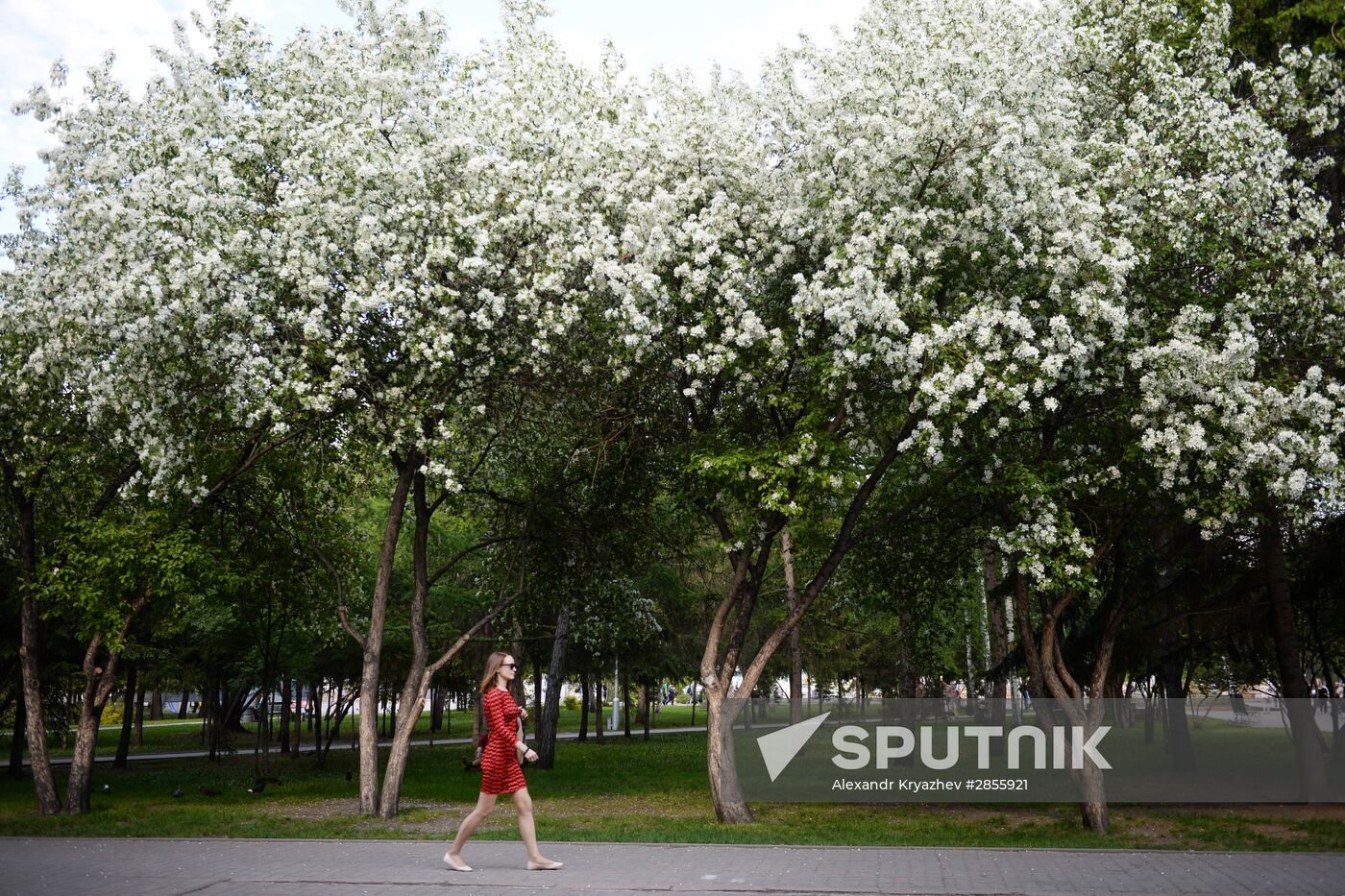 Blossoming trees in Novosibirsk