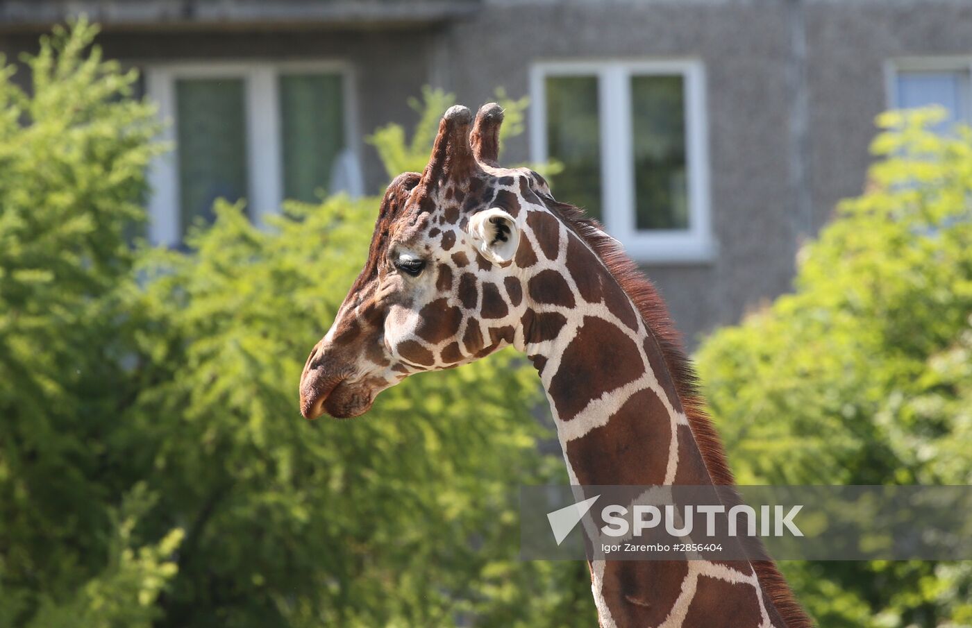 Kaliningrad Zoo