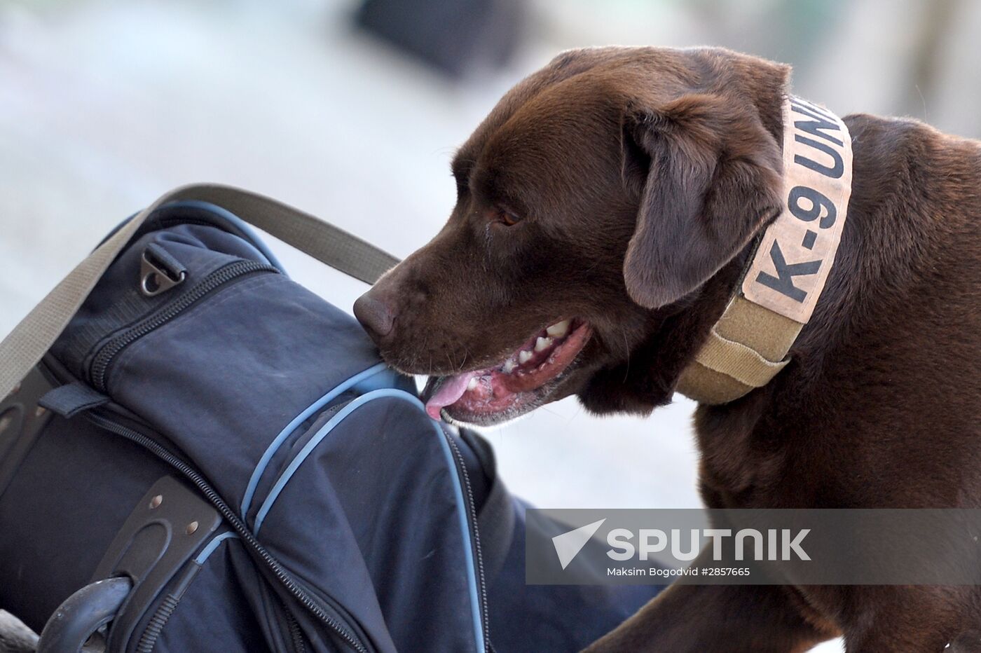 Detector dog service of Tatarstan Customs