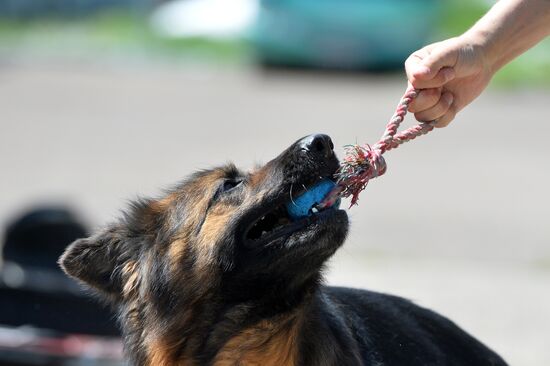 Detector dog service of Tatarstan Customs