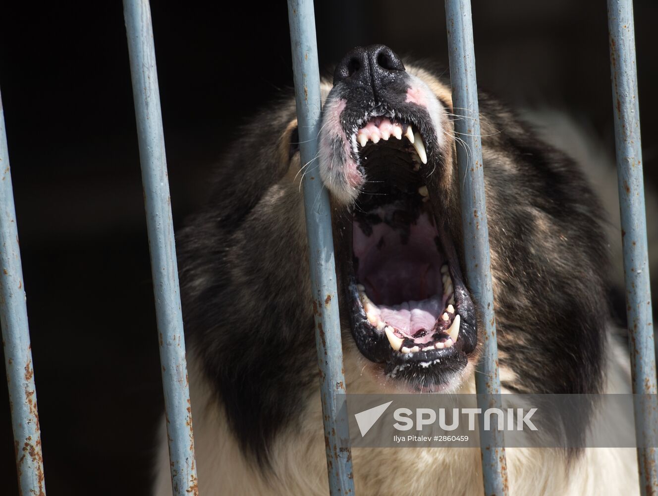 Vyazemsky Canine Center of the Russian Federal Security Service's Border Service, in Smolensk region