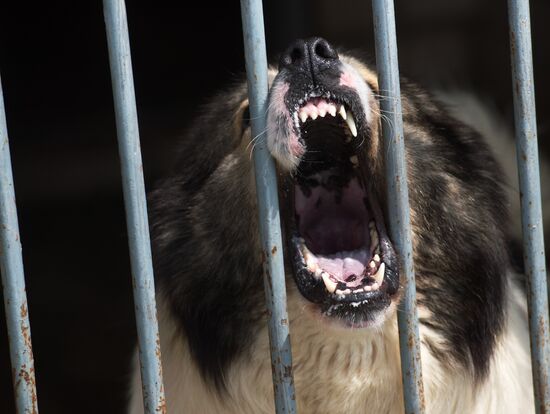 Vyazemsky Canine Center of the Russian Federal Security Service's Border Service, in Smolensk region